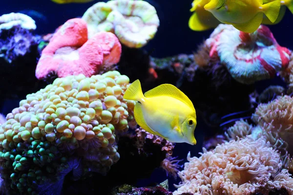 Sualtı dünyasının güzel arka plan. Mercan ve tropikal balık ile sualtı manzara