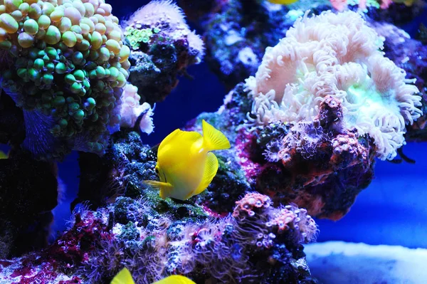 Sualtı dünyasının güzel arka plan. Mercan ve tropikal balık ile sualtı manzara