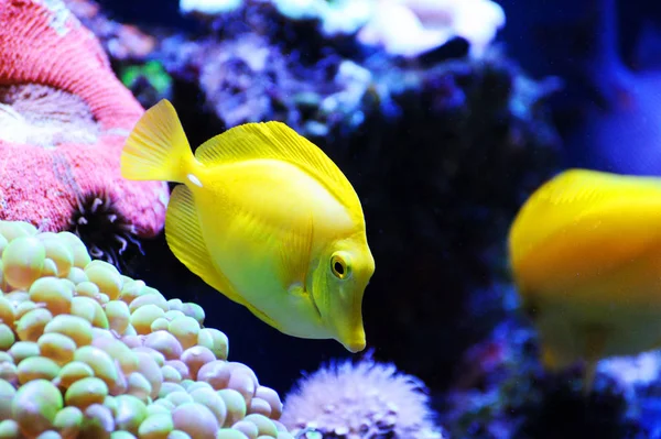 Beautiful Background Underwater World Underwater Scene Coral Reef Tropical Fish Stock Image