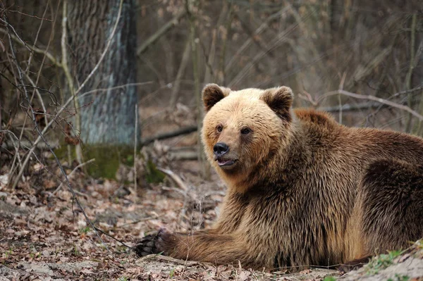 Brun björnen i naturen — Stockfoto