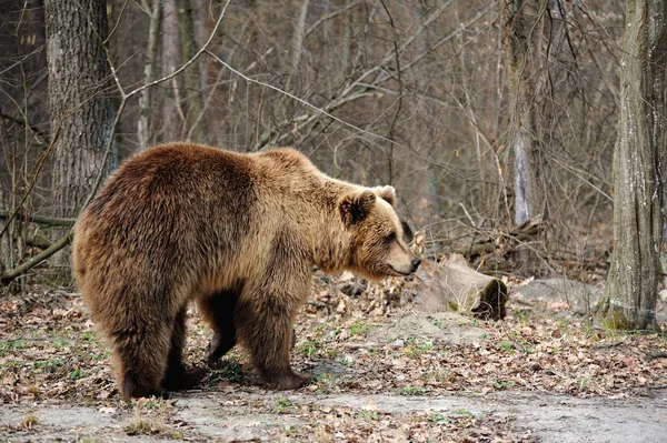 Brun björnen i naturen — Stockfoto