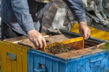 Arıcı arıları peteklerle inceler.. 