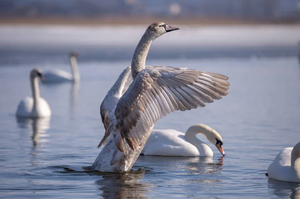 Cygne blanc flotte à la surface de l'eau — Photo