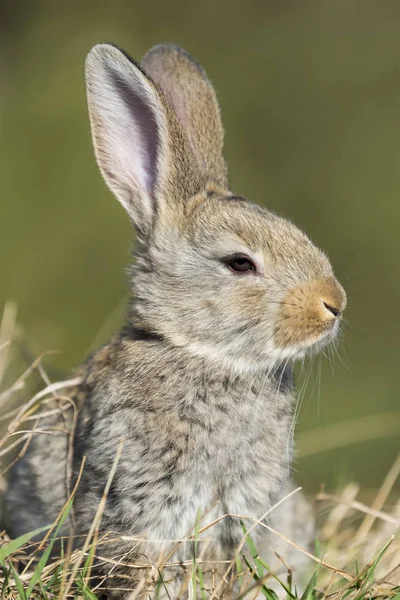 Rabbit hare while  on grass background — Stock Photo, Image