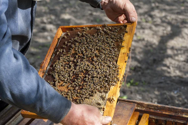 The beekeeper examines bees in honeycombs. — Stock Photo, Image