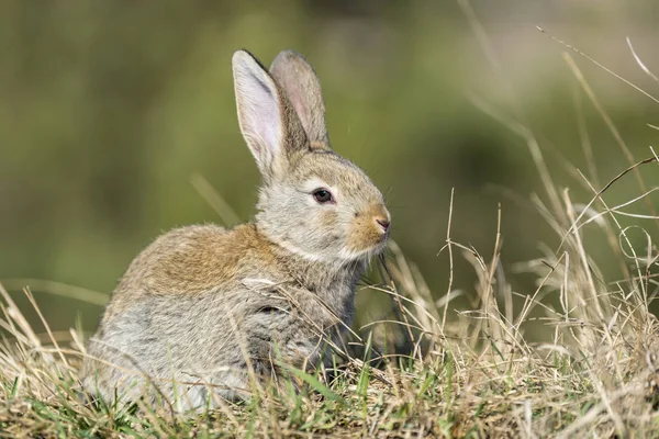 Lebre de coelho enquanto no fundo grama — Fotografia de Stock