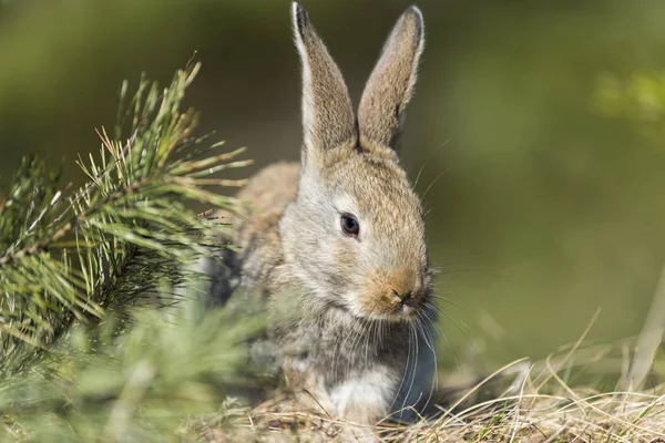 토끼 토끼 동안 에 잔디 배경 — 스톡 사진