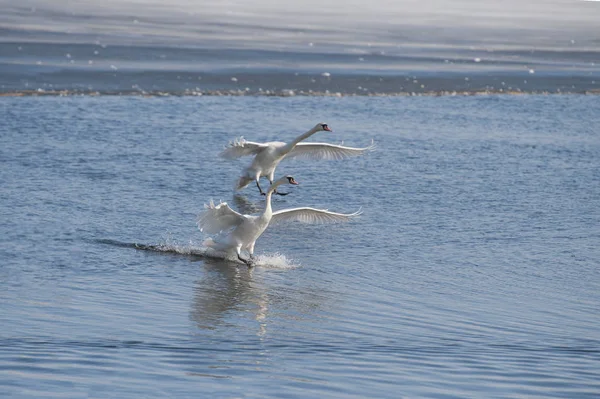 Weißer Schwan schwimmt auf Wasseroberfläche — Stockfoto