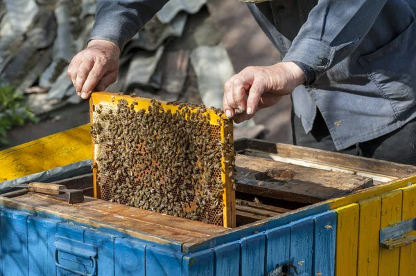 The beekeeper examines bees in honeycombs. — Stock Photo, Image