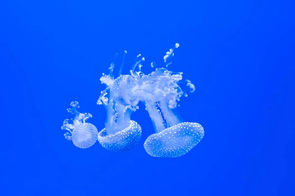 Piękny meduzy z bliska. — Zdjęcie stockowe