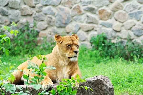 Portrait d'une lionne — Photo