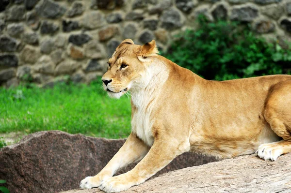 Un retrato de una leona —  Fotos de Stock