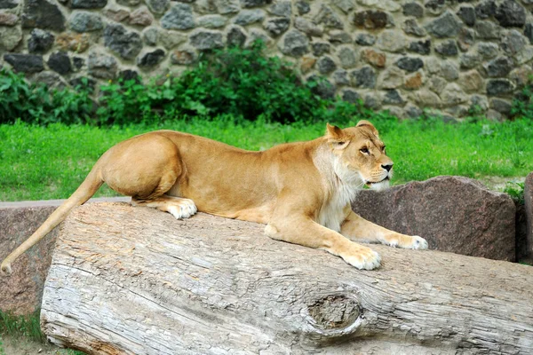 Portrait d'une lionne — Photo