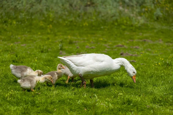 Joven gansos con madre en el fondo de la naturaleza — Foto de Stock