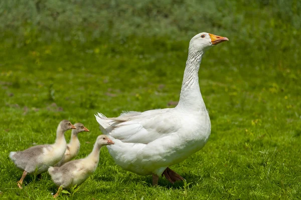 Jonge ganzen met moeder op de achtergrond van de natuur — Stockfoto