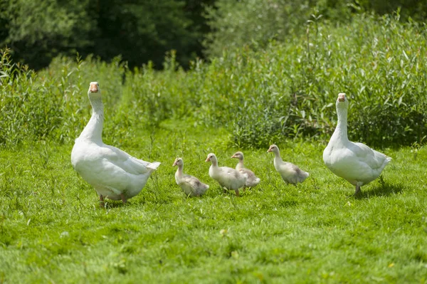 Young geese with mother on the background of nature — Stock Photo, Image