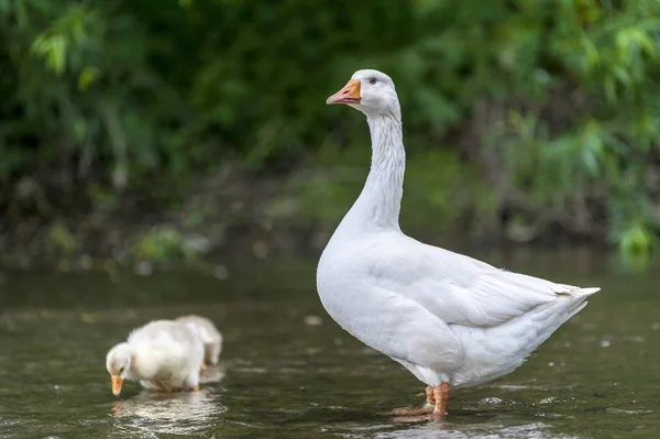 Joven gansos con madre en el fondo de la naturaleza — Foto de Stock