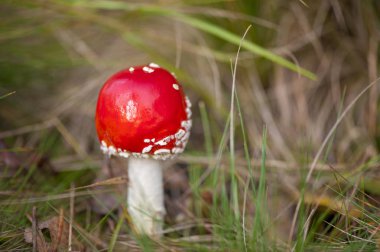 Ormanda agaric fly, closeup.