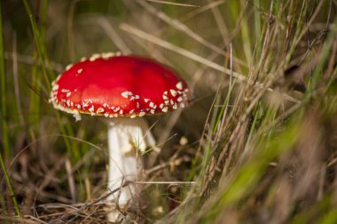 Ormanda agaric fly, closeup.