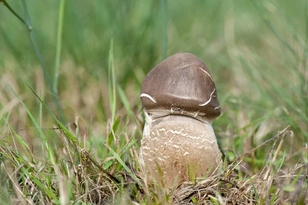 Paraguas de hongos de pie en la hierba . —  Fotos de Stock