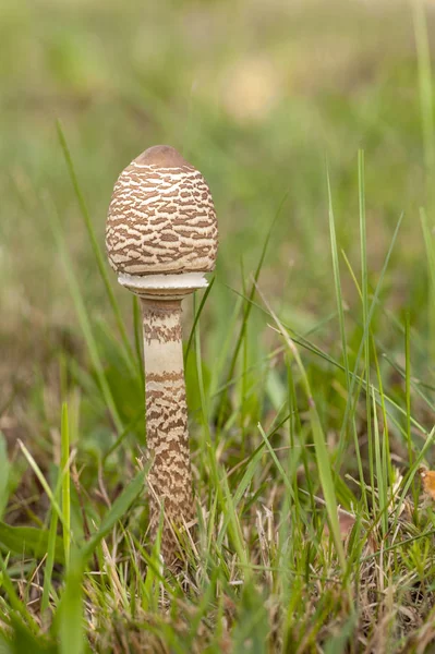 Çimenlerde duran mantar şemsiyesi.