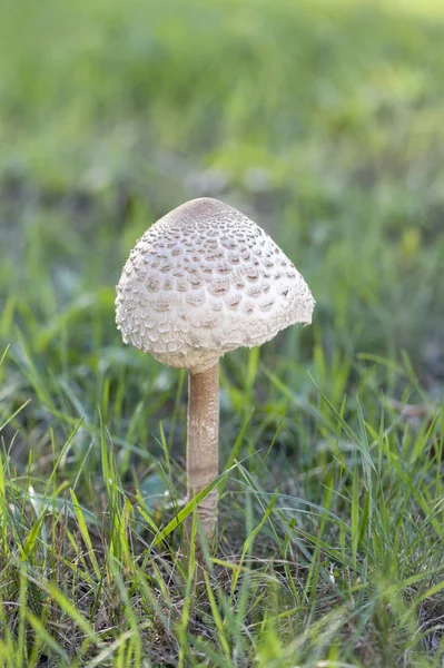Грибной зонтик, стоящий в траве . — стоковое фото