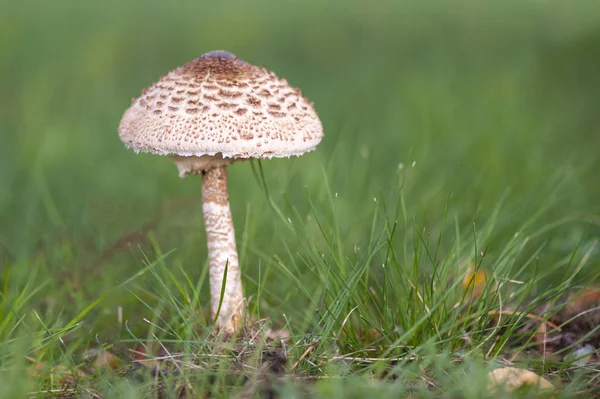 Грибной зонтик, стоящий в траве . — стоковое фото