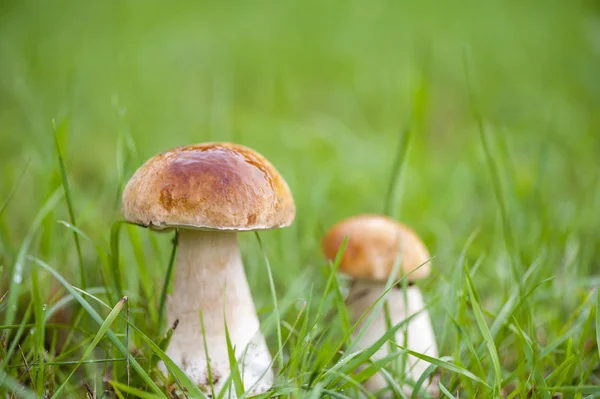 Белые грибы Boletus в лесу . — стоковое фото