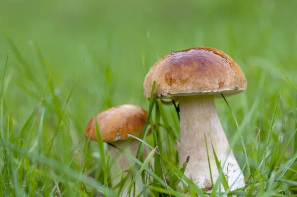 Белые грибы Boletus в лесу . — стоковое фото