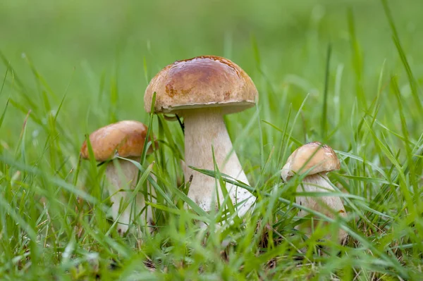 Ormanda Beyaz Boletus mantarı.