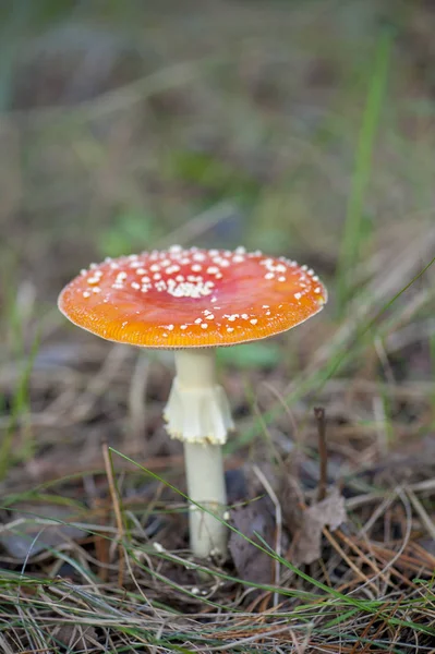 Fly agaric at the forest, closeup.