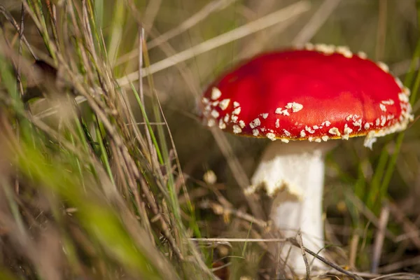 Fly agaric at the forest, closeup.