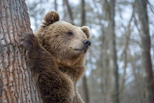 Den bruna björnen, promenader i skogen — Stockfoto