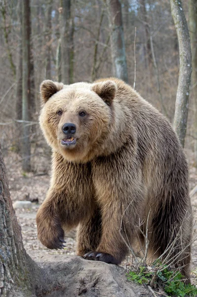 O urso pardo, andando na floresta — Fotografia de Stock