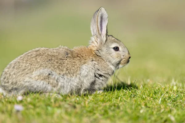 Rabbit hare while looking at you on grass — Stock Photo, Image