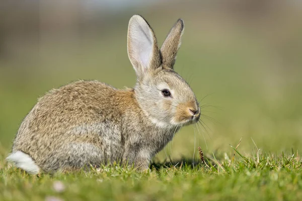 Кролячий зайчик, дивлячись на тебе на траву — стокове фото
