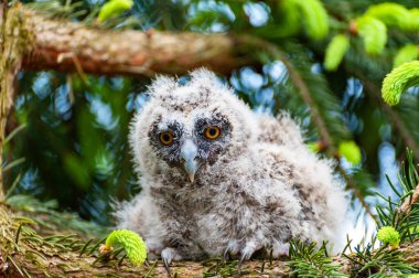 Ormandaki bir ağaç dalında küçük uzun kulaklı bir baykuş oturuyor. Ormanda uzun kulaklı baykuş