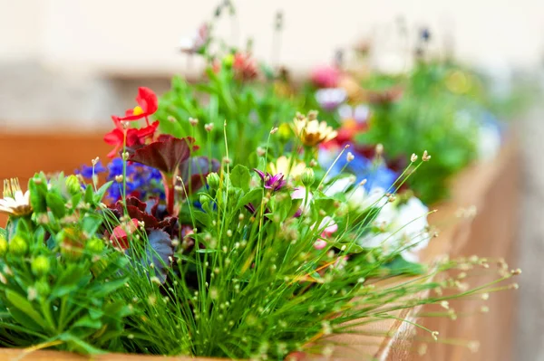 Restorandaki Terasta Çiçekler — Stok fotoğraf