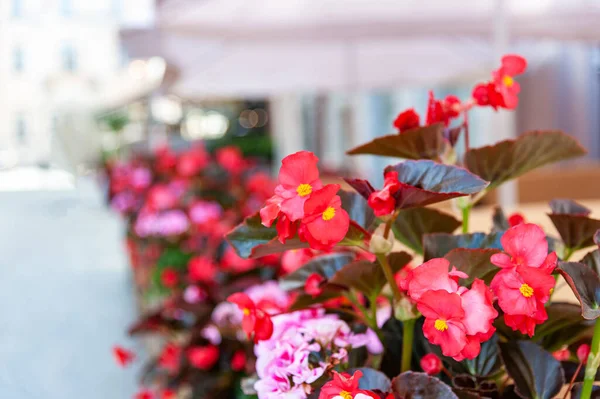 Flowers Terrace Restaurant — Stock Photo, Image