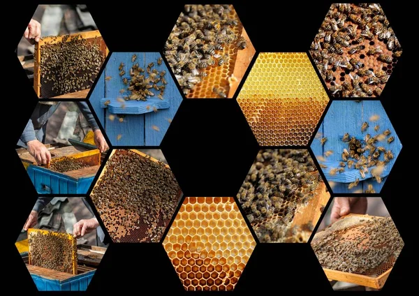 Collage Het Thema Bijenteelt Bijenteeltconcept — Stockfoto