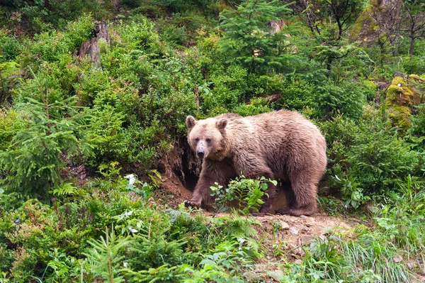 Bruine Beer Latin Ursus Arctos Het Bos Een Achtergrond Van — Stockfoto