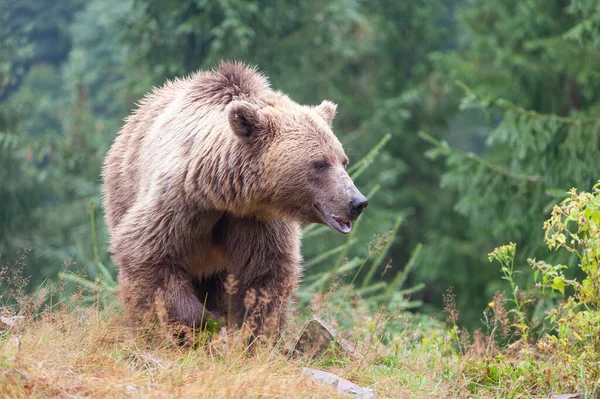 Bruine Beer Latin Ursus Arctos Het Bos Een Achtergrond Van — Stockfoto