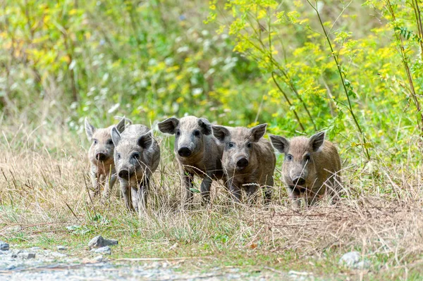 Klein Wild Varkentje Het Bos Vies Wild Varken Het Zomerwoud — Stockfoto