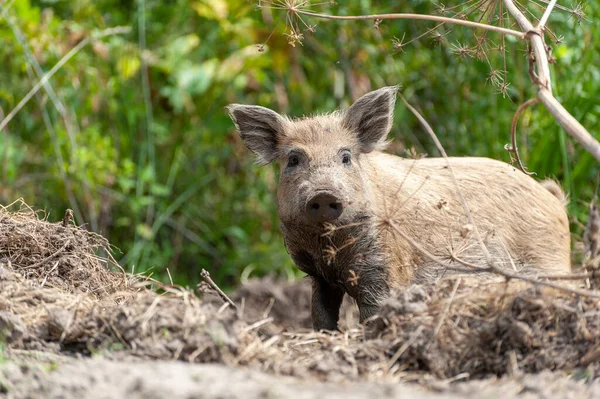 Μικρό Άγριο Γουρούνι Στο Δάσος Βρώμικο Άγριο Γουρούνι Στο Θερινό — Φωτογραφία Αρχείου