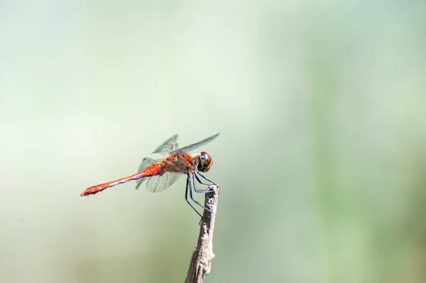 Schöne Libelle Sympetrum Sanguineum Sitzt Auf Einem Spitzen Zweig — Stockfoto