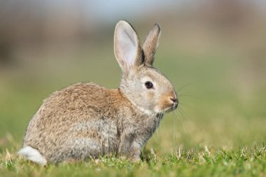 Tavşan tavşan arka planda sana bakarken