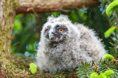 Ormandaki bir ağaç dalında küçük uzun kulaklı bir baykuş oturuyor. Ormanda uzun kulaklı baykuş