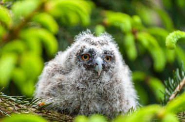 Ormandaki bir ağaç dalında küçük uzun kulaklı bir baykuş oturuyor. Ormanda uzun kulaklı baykuş