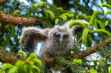 Ormandaki bir ağaç dalında küçük uzun kulaklı bir baykuş oturuyor. Ormanda uzun kulaklı baykuş