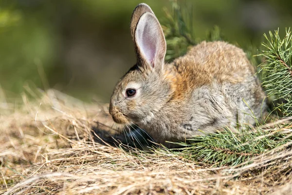 Liebre Conejo Mientras Mira Fondo Hierba —  Fotos de Stock